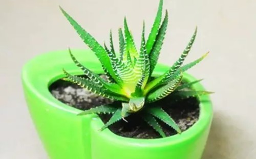 芦荟怎么养才能更旺盛