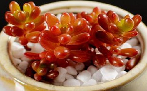 红色浆果怎么样变红