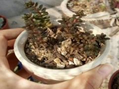 红色浆果徒长怎么办