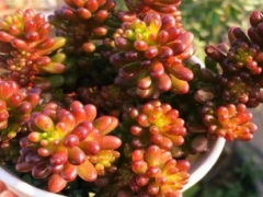 红色浆果的养护方法