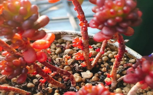 红色浆果多肉度夏方法
