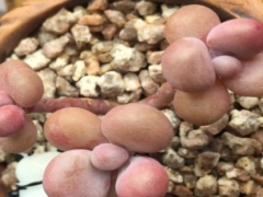 多肉桃蛋如何快速成长