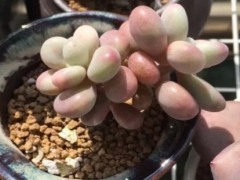 如何让桃蛋变红