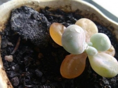 桃蛋叶子化水的原因及补救