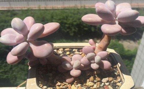 桃蛋怎么养成老桩 多久养成老桩