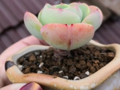 碧桃徒长了怎么变回来