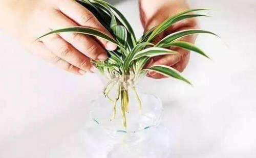 蒂亚老桩叶片发蔫、掉叶子怎么办