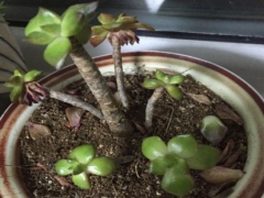 蒂亚老桩叶片发蔫、掉叶子怎么办