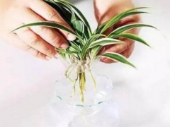 剪取下来的小吊兰能水培吗