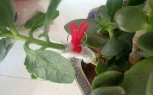玉树嫁接长寿花养护管理注意事项