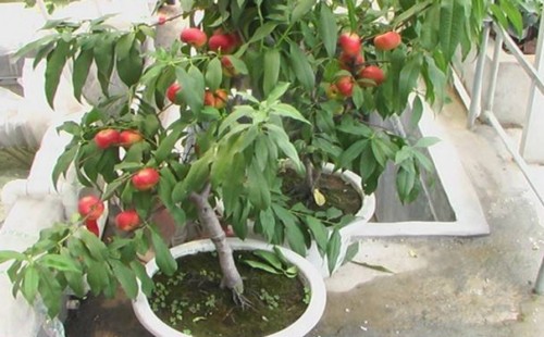桃树嫁接后怎样管理