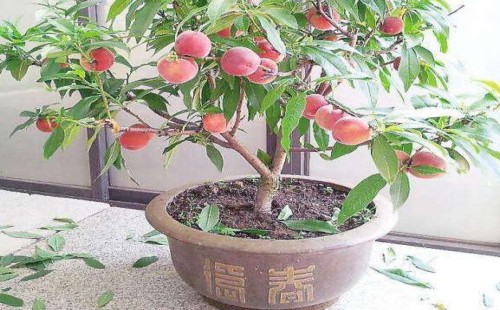 盆栽桃树夏季管理方法