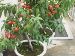 桃树嫁接后怎样管理