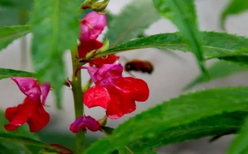 盆栽花叶上有粘液怎么处理