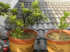 盆栽莲雾怎么翻盆换土