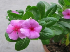 长春花怎样爆盆