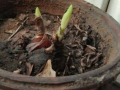 盆栽石蒜的养殖方法