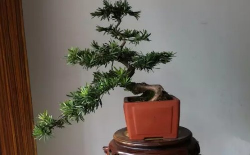 罗汉松怎么养