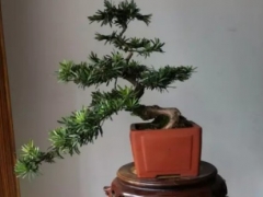 罗汉松怎么养