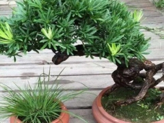 罗汉松根部怎样能长粗