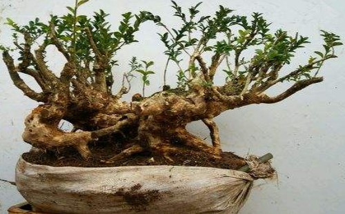 黄杨盆景根系怎么养粗