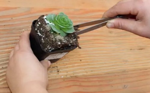 多肉植物的换盆方法详解（图解）5