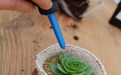 多肉植物的换盆方法详解（图解）3