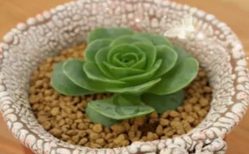 多肉植物的换盆方法详解（图解）1
