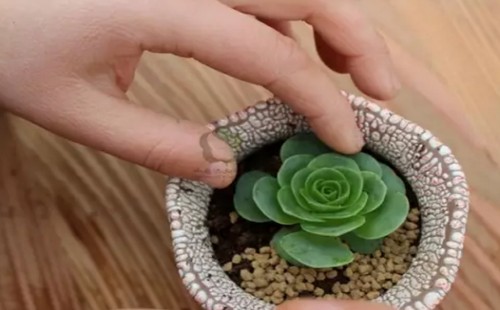 多肉植物的换盆方法详解（图解）9