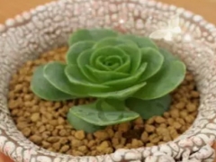 多肉植物的换盆方法详解（图解）