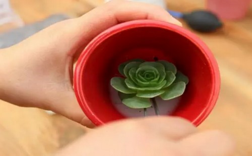 多肉植物的换盆方法详解（图解）7