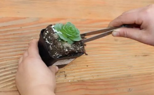 多肉植物换盆注意事项