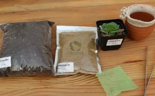 多肉植物的换盆方法详解（图解）2