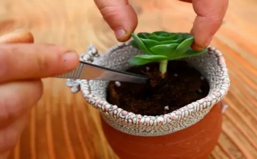 多肉植物的换盆方法详解（图解）8