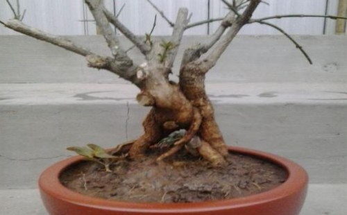 迎春花如何换盆