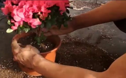 杜鹃花什么时候换盆 怎么换盆3