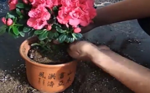 杜鹃花什么时候换盆 怎么换盆2