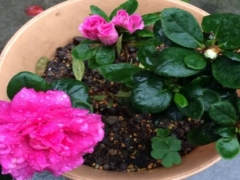 杜鹃花换盆注意事项
