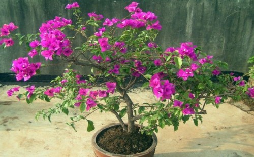 三角梅开花后怎样养护