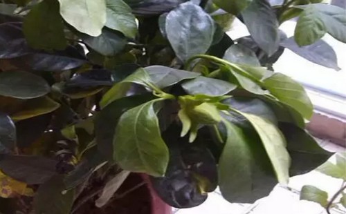 盆栽栀子花叶子蔫了怎么办
