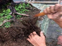 大植物如何巧妙换盆