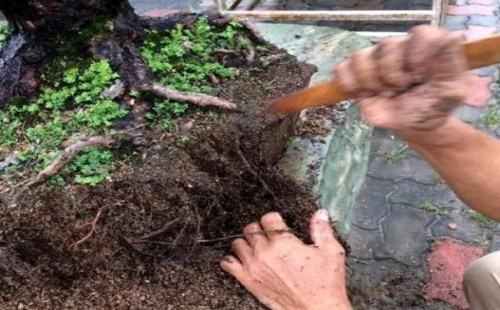 大植物如何巧妙换盆