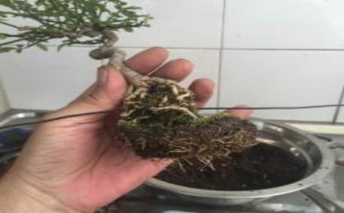 迎春花上盆后怎样管理