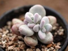 多肉植物桃美人怎么养-桃美人的养殖方法