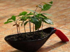 桂圆核盆栽可以活多久