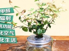 花叶络石可以水培或水养吗