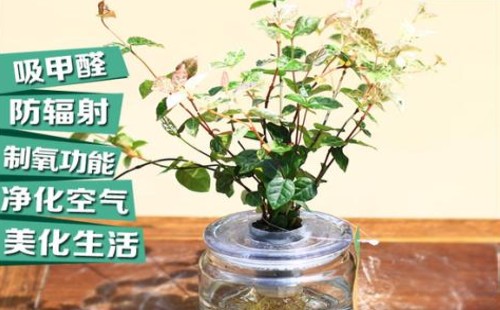 花叶络石可以水培或水养吗
