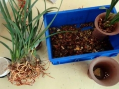 春季怎样给兰花翻盆
