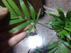 盆栽凤尾竹叶子发黑怎么办