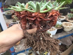 多肉老桩怎么发根